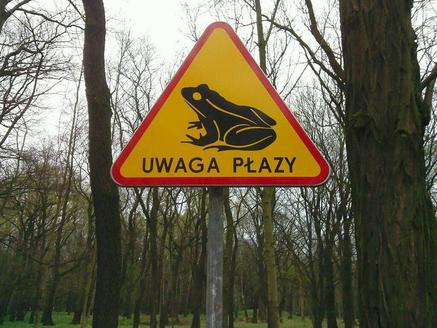 Uwaga płazy!