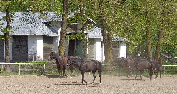 Stadnina Koni Janów Podlaski
