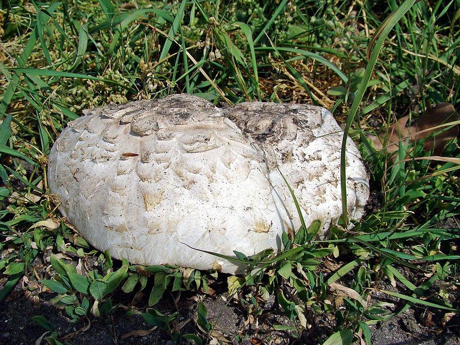 Coś jakby kania na krótkiej nóżce. Kapelusz ponad 20 cm