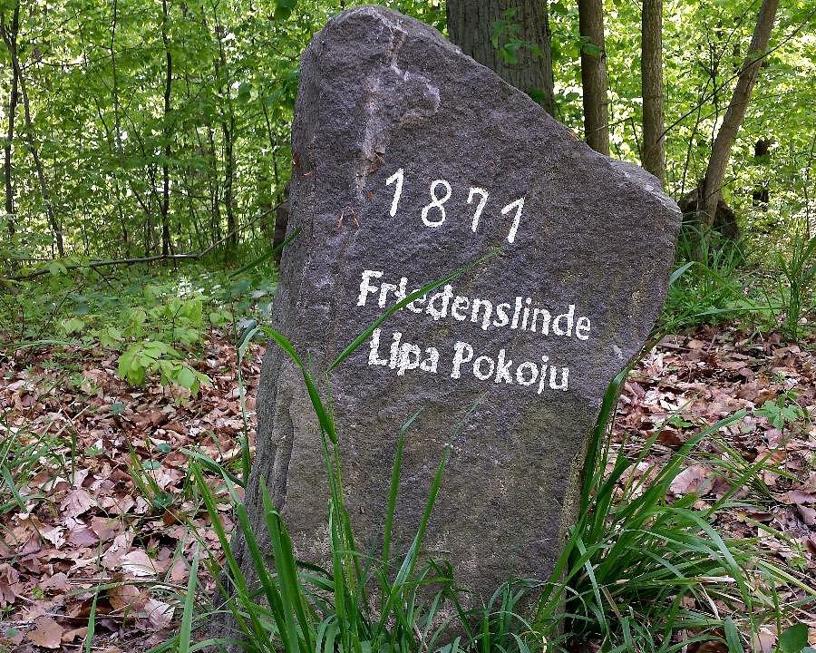 Lipa Pokoju na Drodze Górskiej