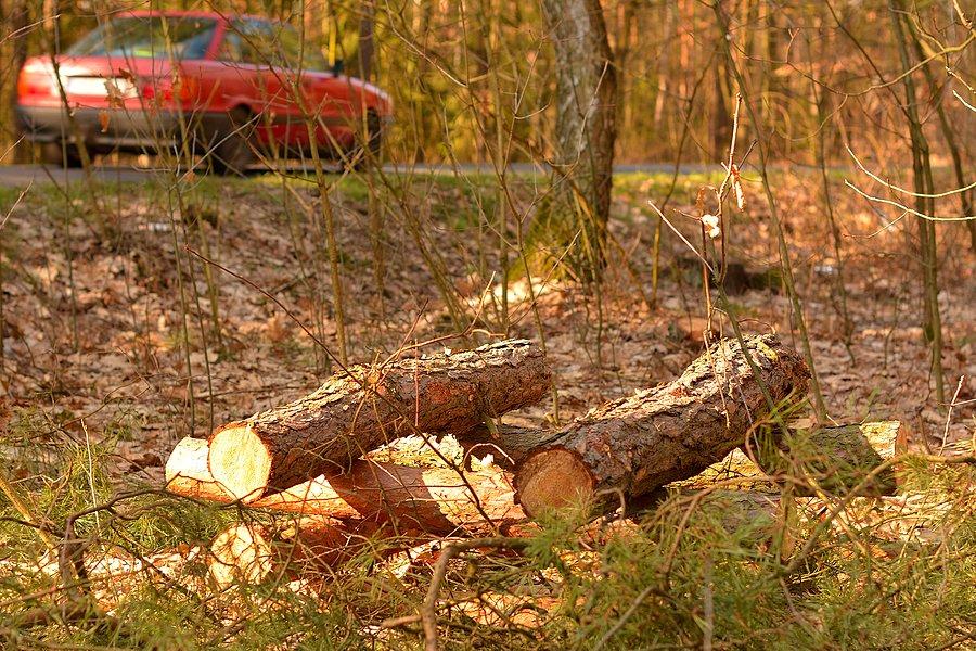 Pułapka na cetyńce w lasach pod Lubartowem