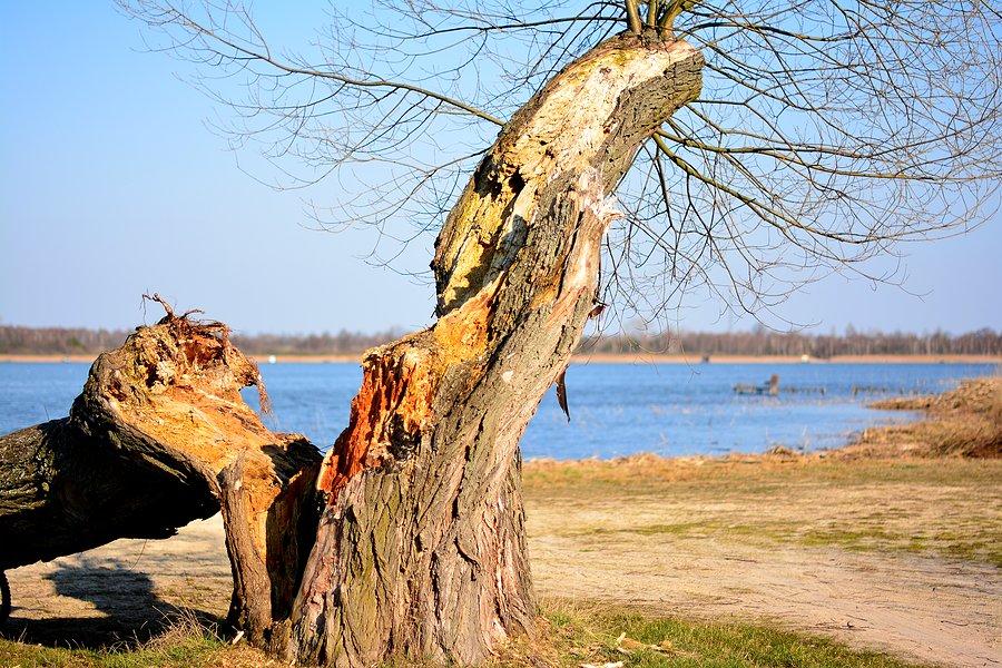 Pęknięte drzewo nad jeziorem Kunów