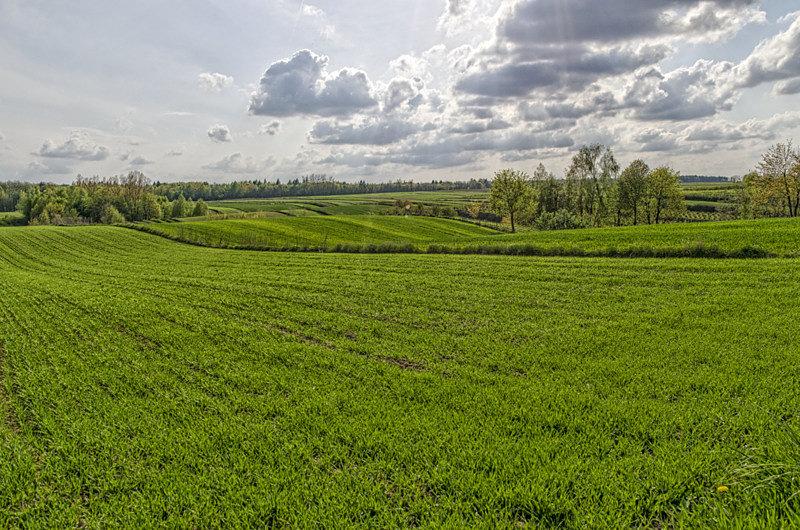 Dookoła pola