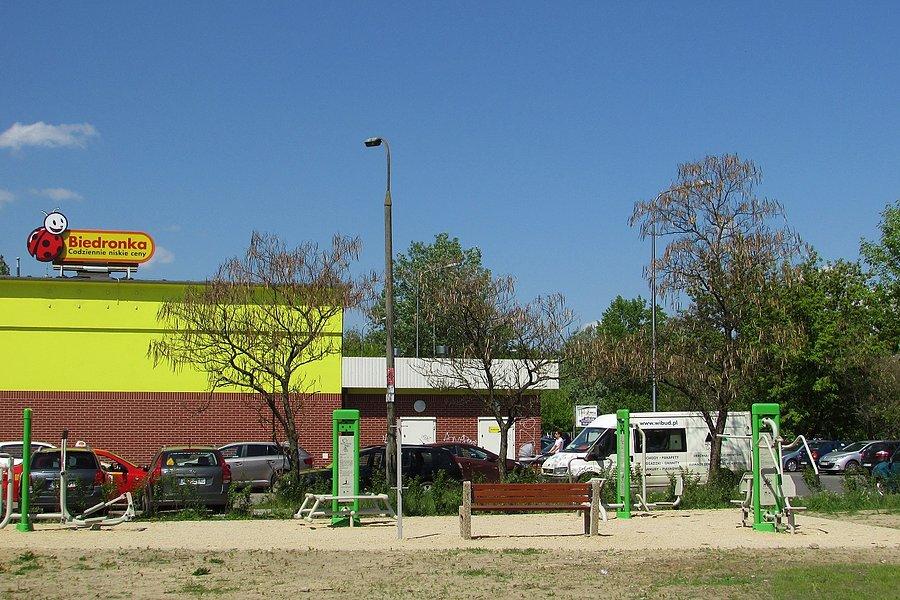 Uschnięte katalpy przy Biedronce