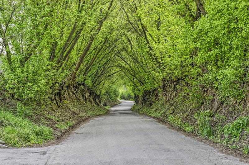 Zielony tunel