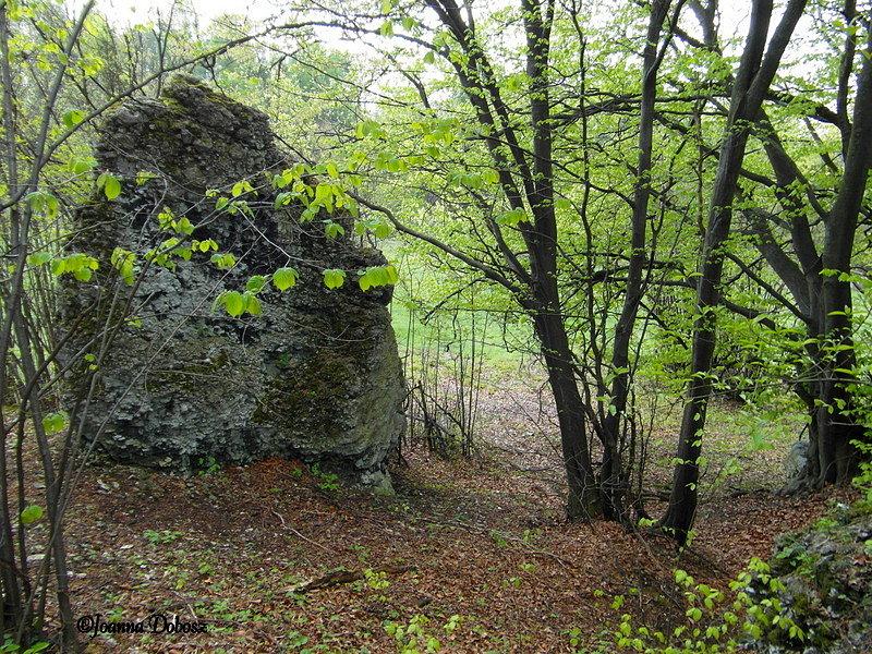 Ruiny Strażnicy Suleszowice - Na Szlaku Orlich Gniazd