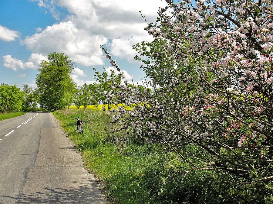 Rowerek - Kociewie wiosną