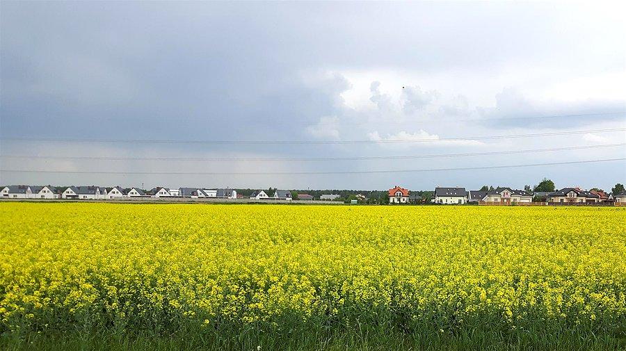 Żółtość, nad żółtościami