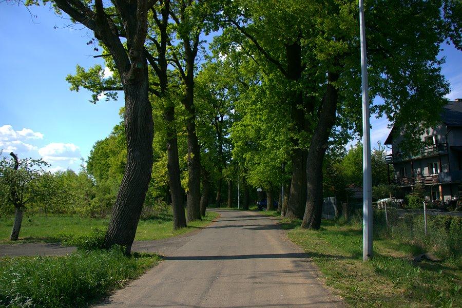 I już na Alei Dębowej w Stargardzie