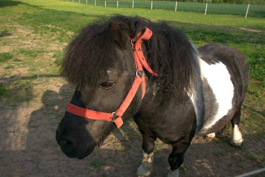 Kucyk w Praku Przyrody