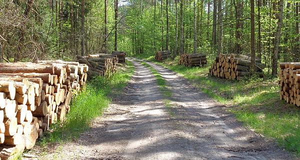Przez las z Jaźwin do Białej Podlaskiej