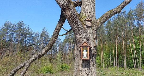 Połamane drzewo z kapliczkami w Jaźwinach