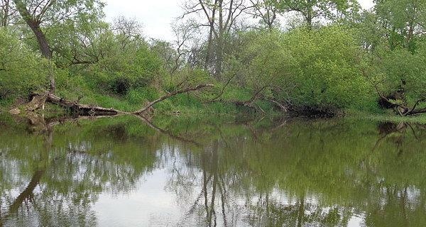 Starorzecze Bugu