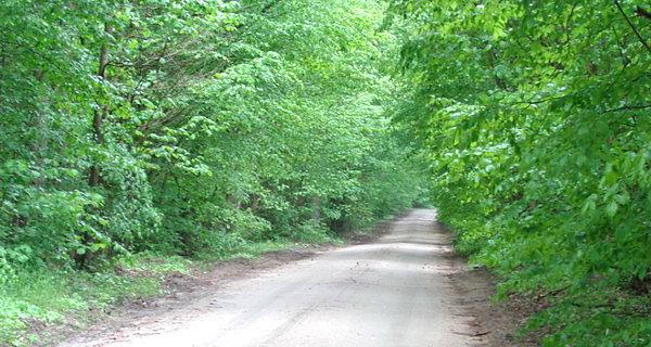 Zielony tunel