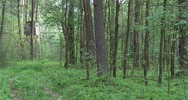 Ambona myśliwska w Szachach