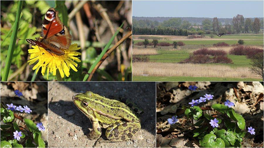 Fauna i flora doliny Biebrzy