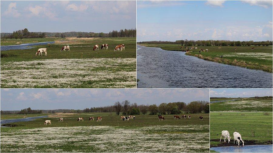 Łąki nad Kanałem Rudzkim