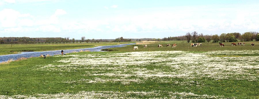 Wiosenne łąki nad Kanałem Rudzkim