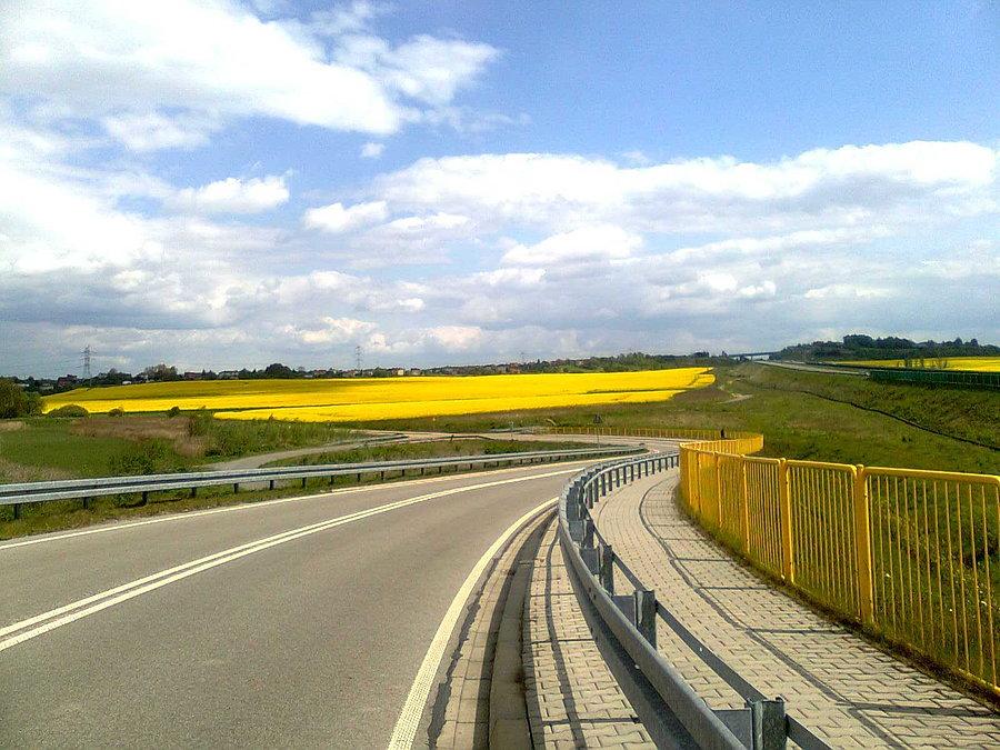 Widok na pola rzepaku
