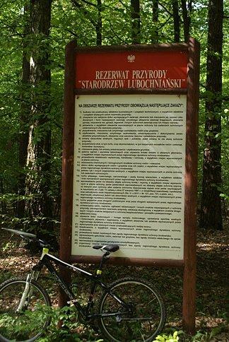 W Rezerwacie Starodrzew Lubochniański