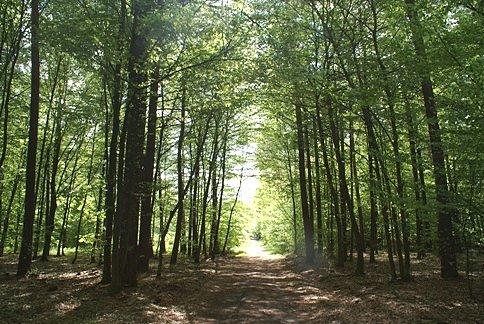 Pośród dzików i sarenek