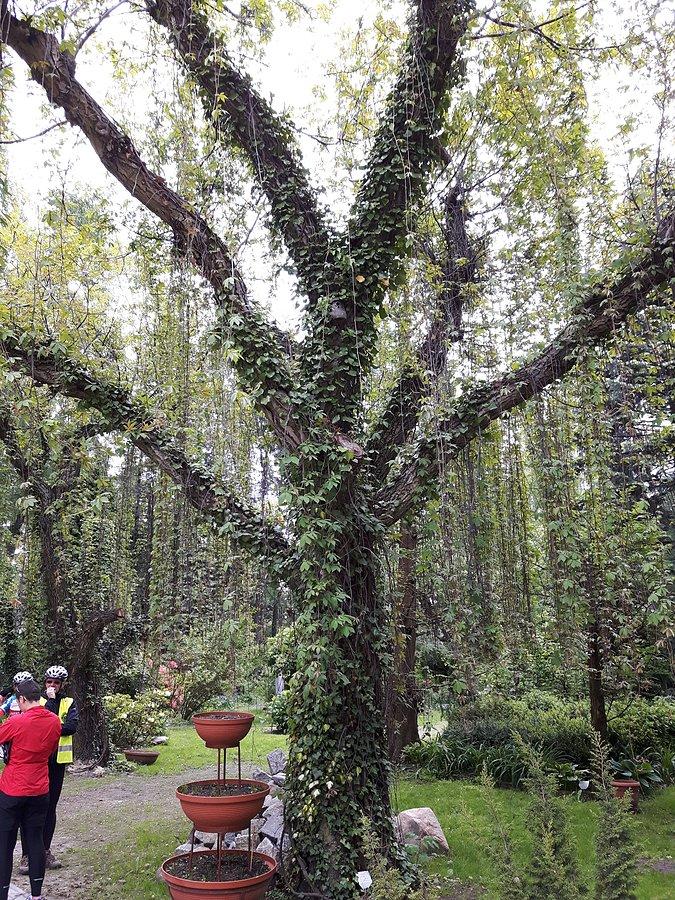 Ogród Botaniczny w Bujakowie (Mikołów)
