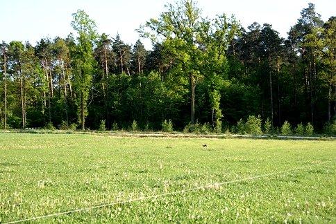Zając ucieka