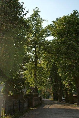 Pomnik Przyrody - Aleja Kasztanowca Białego