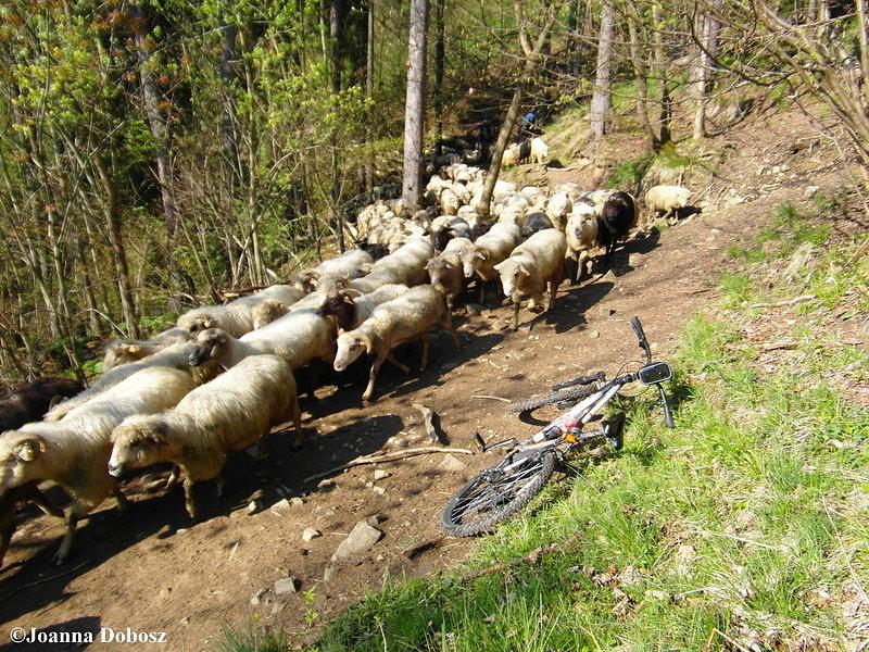 Szlak czarny pieszy- mijanka z owcami)))