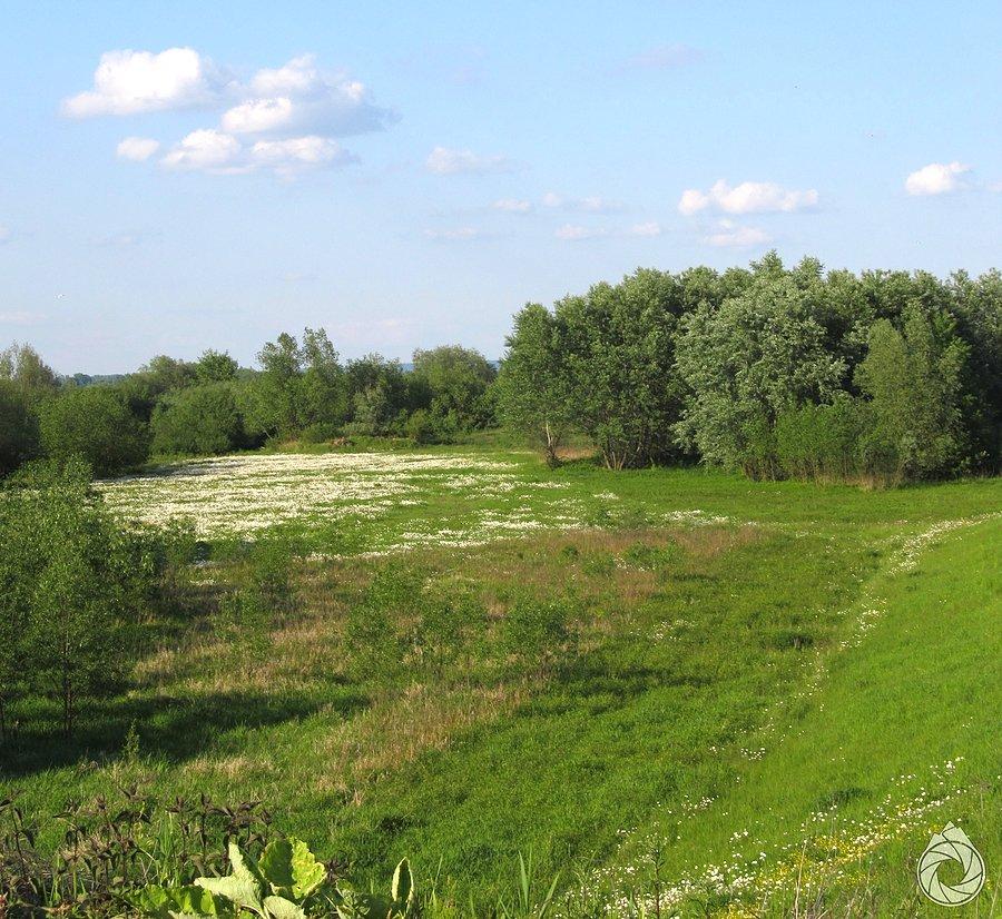 Sielanka nad Wisłą koło Sandomierza