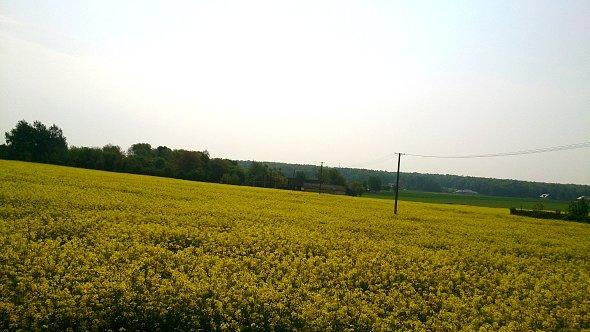 Żółte pola rzepaku