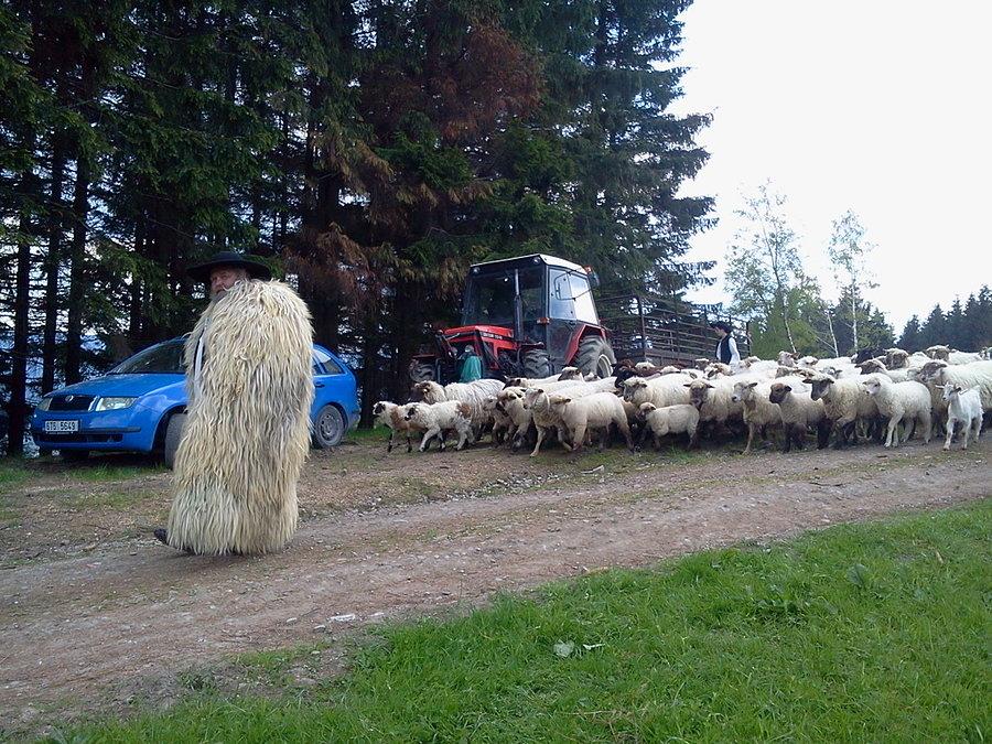 Idzie Łowczorz ze stadem