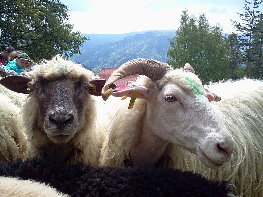 Owieczki