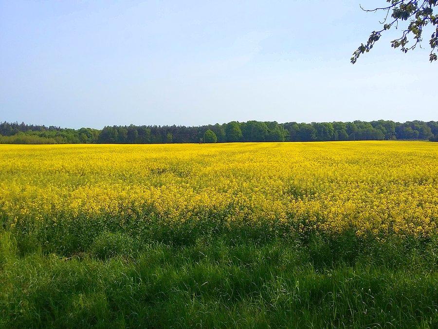Żółte, rzepakowe pola. Uwielbiam ten majowy widok