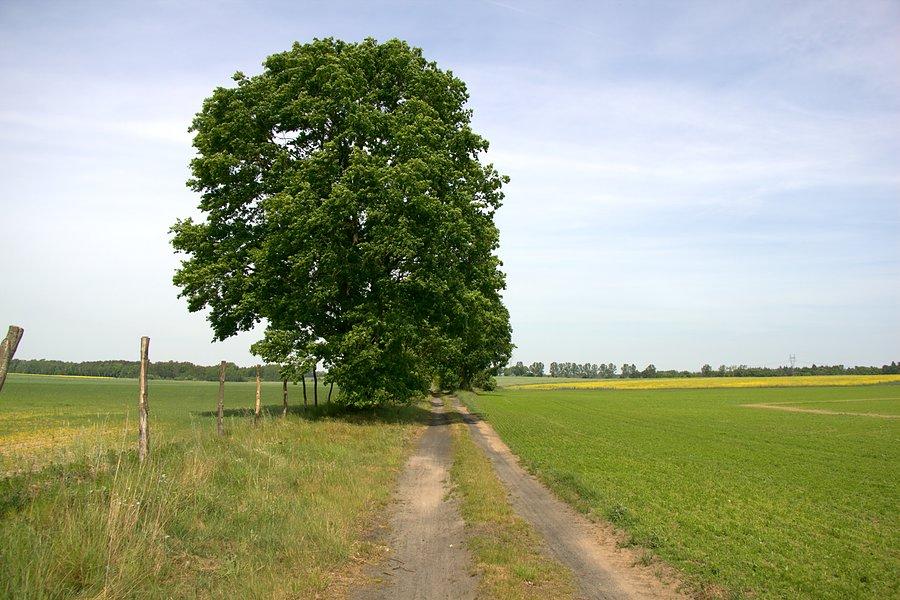 Drogą polną do Smogolic