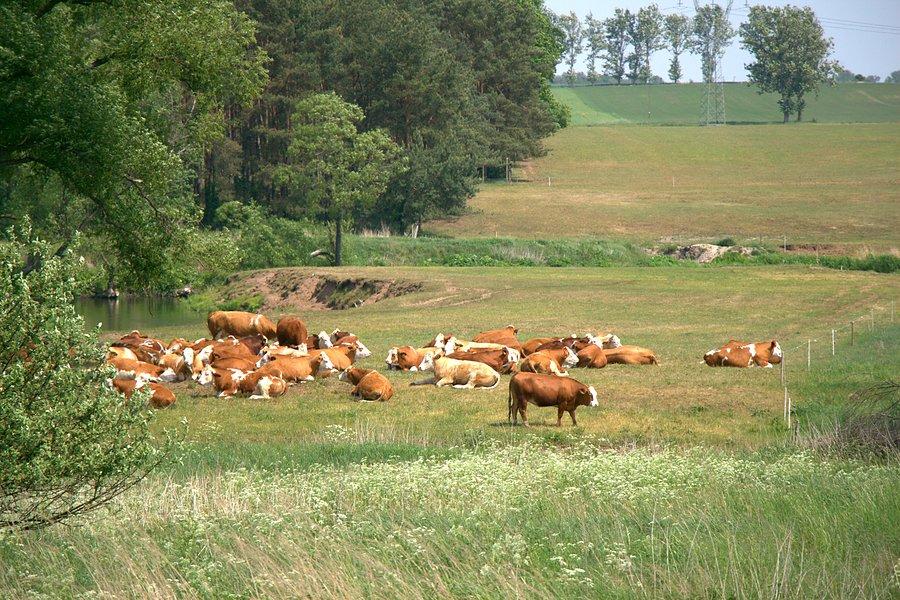 Stado bydła na łące w Smogolicach
