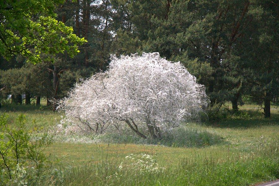 Trochę dziwnie tu ono wygląda :)