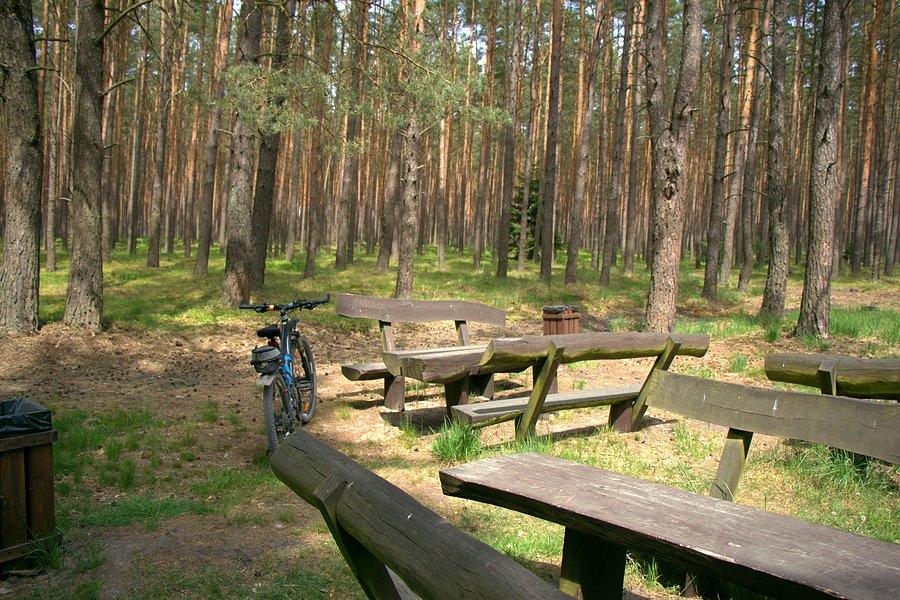 Miejsce postoju na skraju Reptowskich Torfowisk
