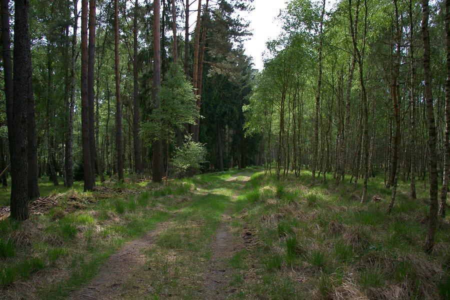 Dalej drogą pożarową przez las