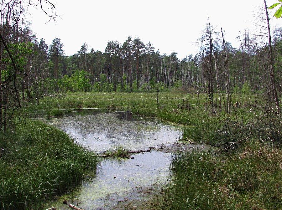 Mokradła w Mazowieckim Parku Krajobrazowym