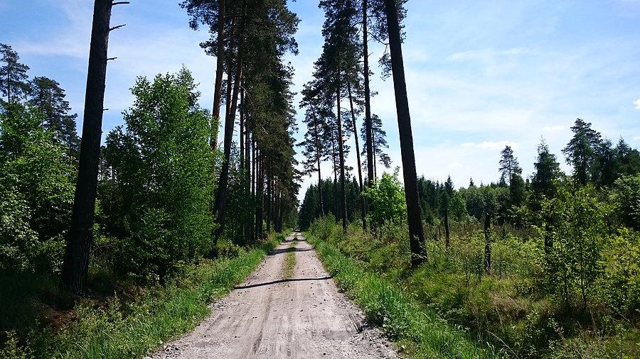 Leśny dukt
