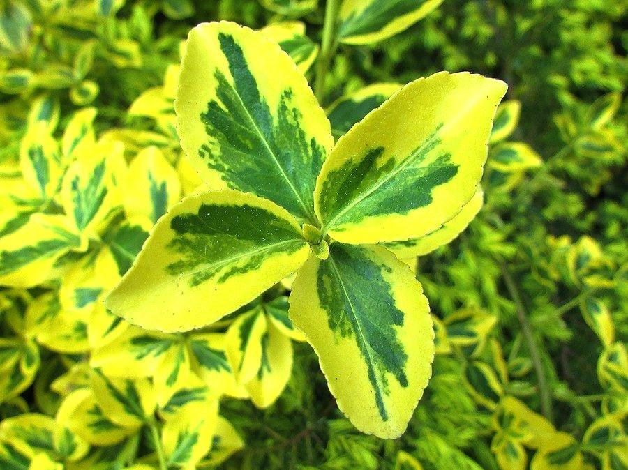 Trzmielina Fortune’a