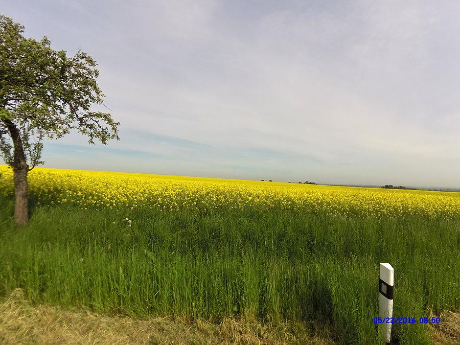 Morze kwitnącego rzepaku