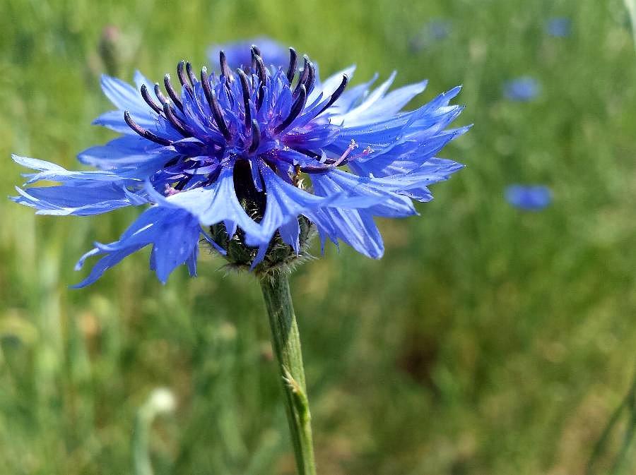 Chaber (Centaurea L.)