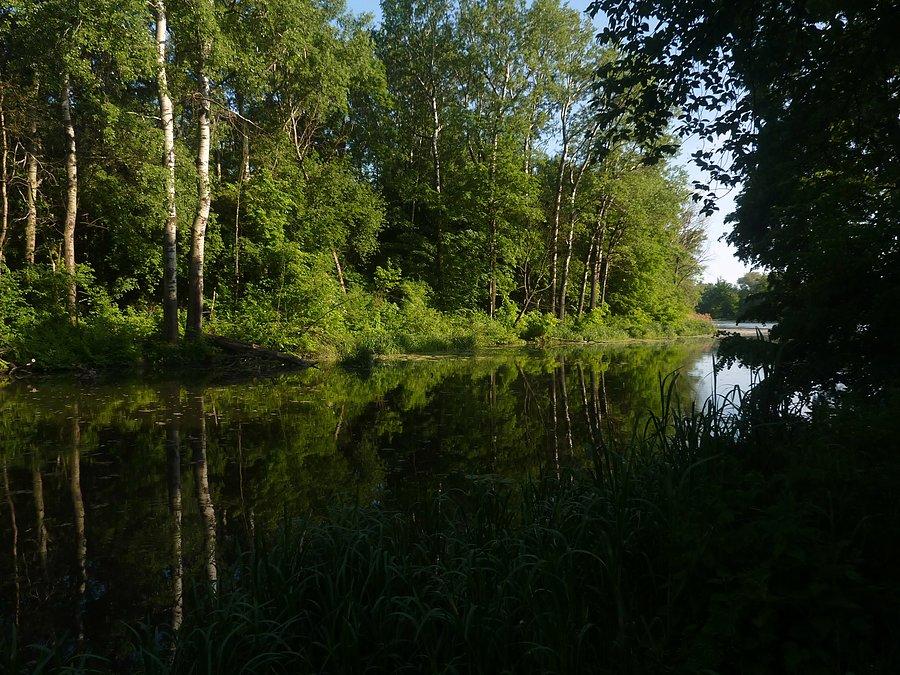 Jezioro Wilanowskie