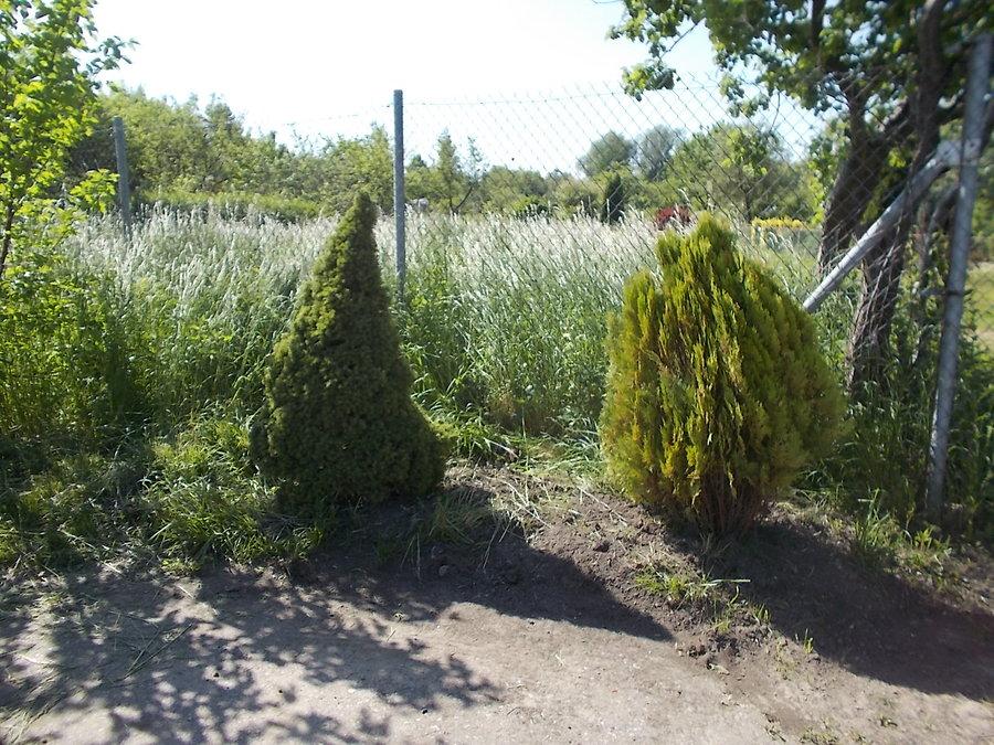 Złomowisko krzewów