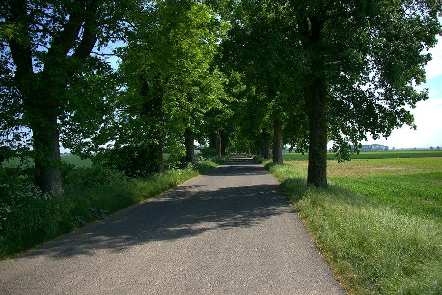 Wiekszość dróg wśród alei starych drzew prowadziło