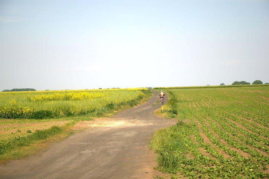 W drodze w Wierzbna do Dębicy