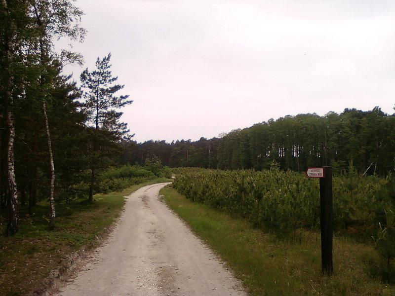 Las koło Kwiatkowic