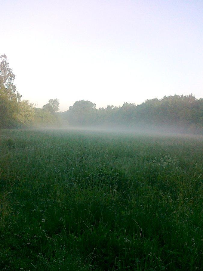 Poranna mgła nad łąką